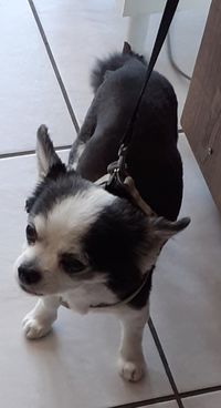 Chihuahua Chicco